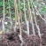 白玉桃树苗单果七两口感清甜嫁接苗结果早品种纯真