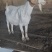 肉馿，馿仔