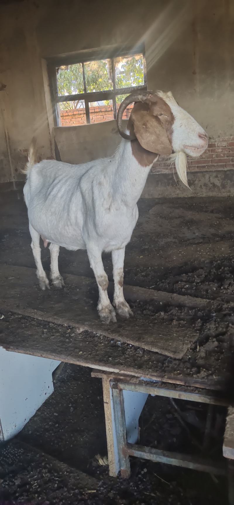肉馿，馿仔