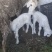 肉馿，馿仔