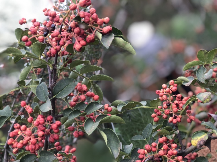 成片花椒林中左侧为红花椒植株,右侧为青花椒植株;红花椒叶片较宽大,果实簇生呈团状,成熟后呈深红色;青花椒枝条细长,叶片狭长呈羽状复叶,果实分散生长,颜色鲜绿。背景为丘陵山地种植环境,阳光充足 红花椒与青花椒植株对比图