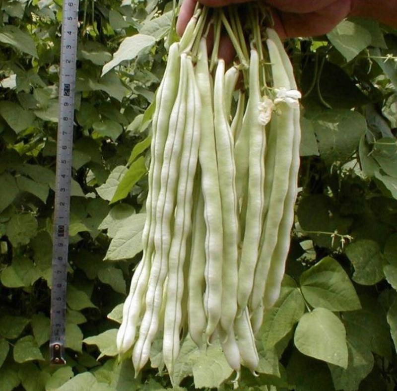芸冠挂满架白芸豆种子高产架豆种籽春季播农家菜园基地白芸豆