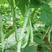 芸冠挂满架白芸豆种子高产架豆种籽春季播农家菜园基地白芸豆