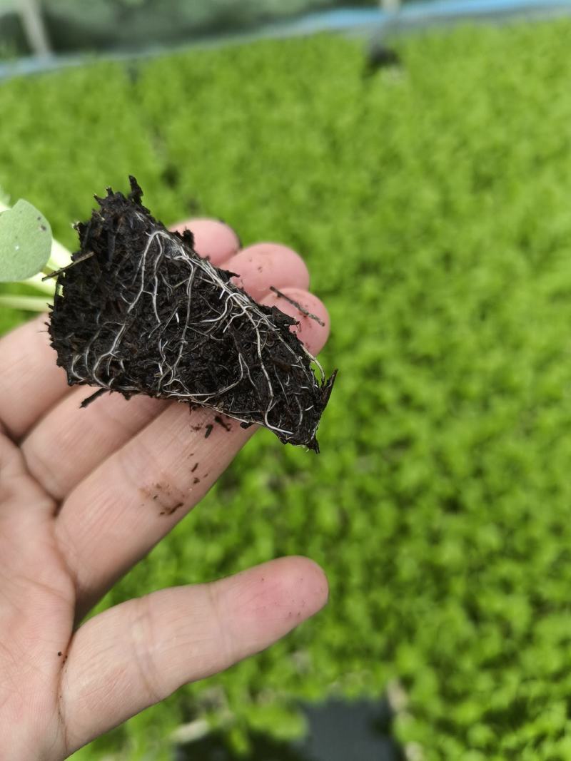 绍菜苗量大从优价格实惠