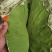 优质整张野生干荷叶