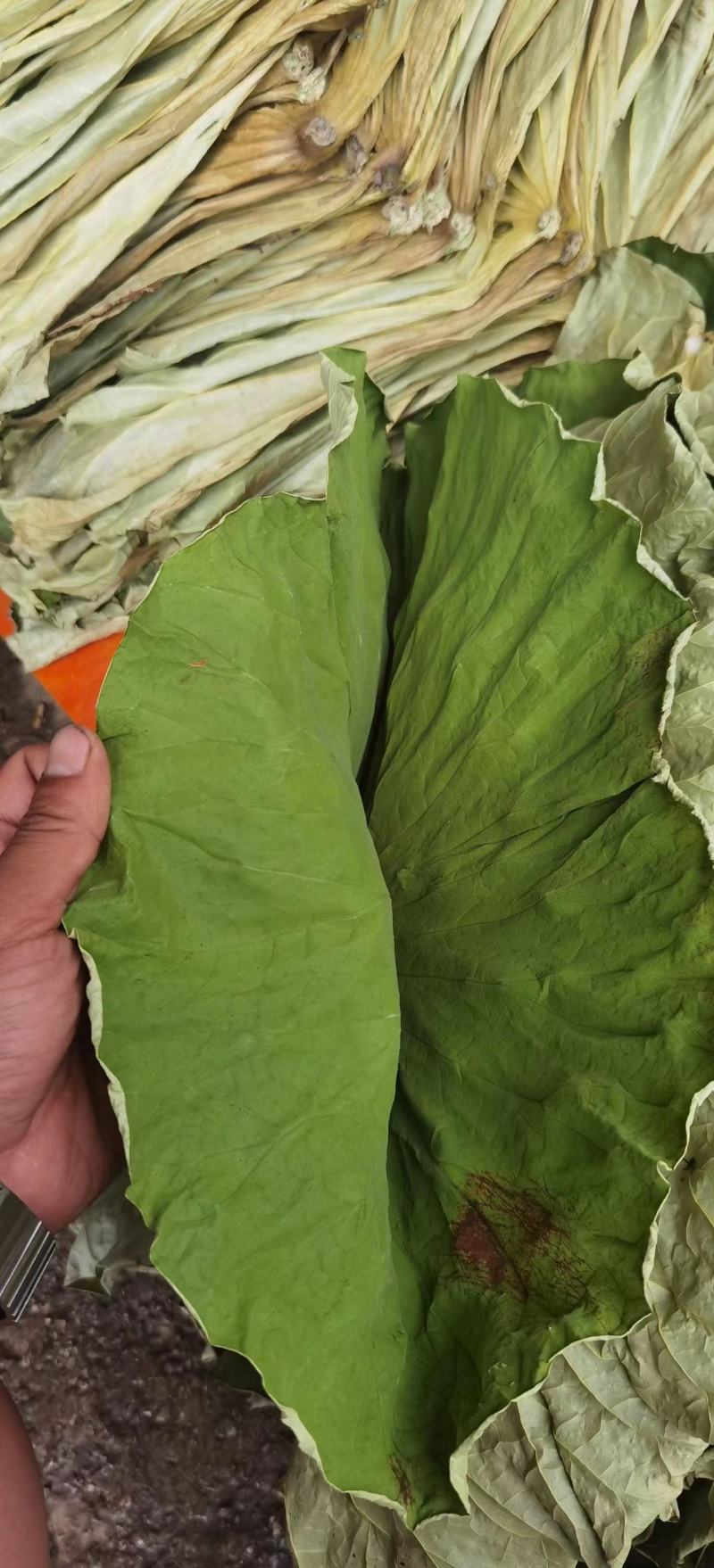 优质整张野生干荷叶