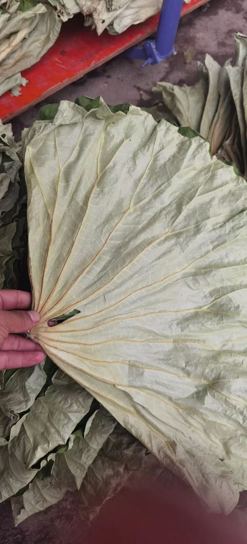 优质整张野生干荷叶