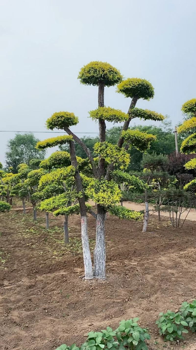 河北定州金叶榆营养杯矮杆高杆造型金叶榆球沟通为准