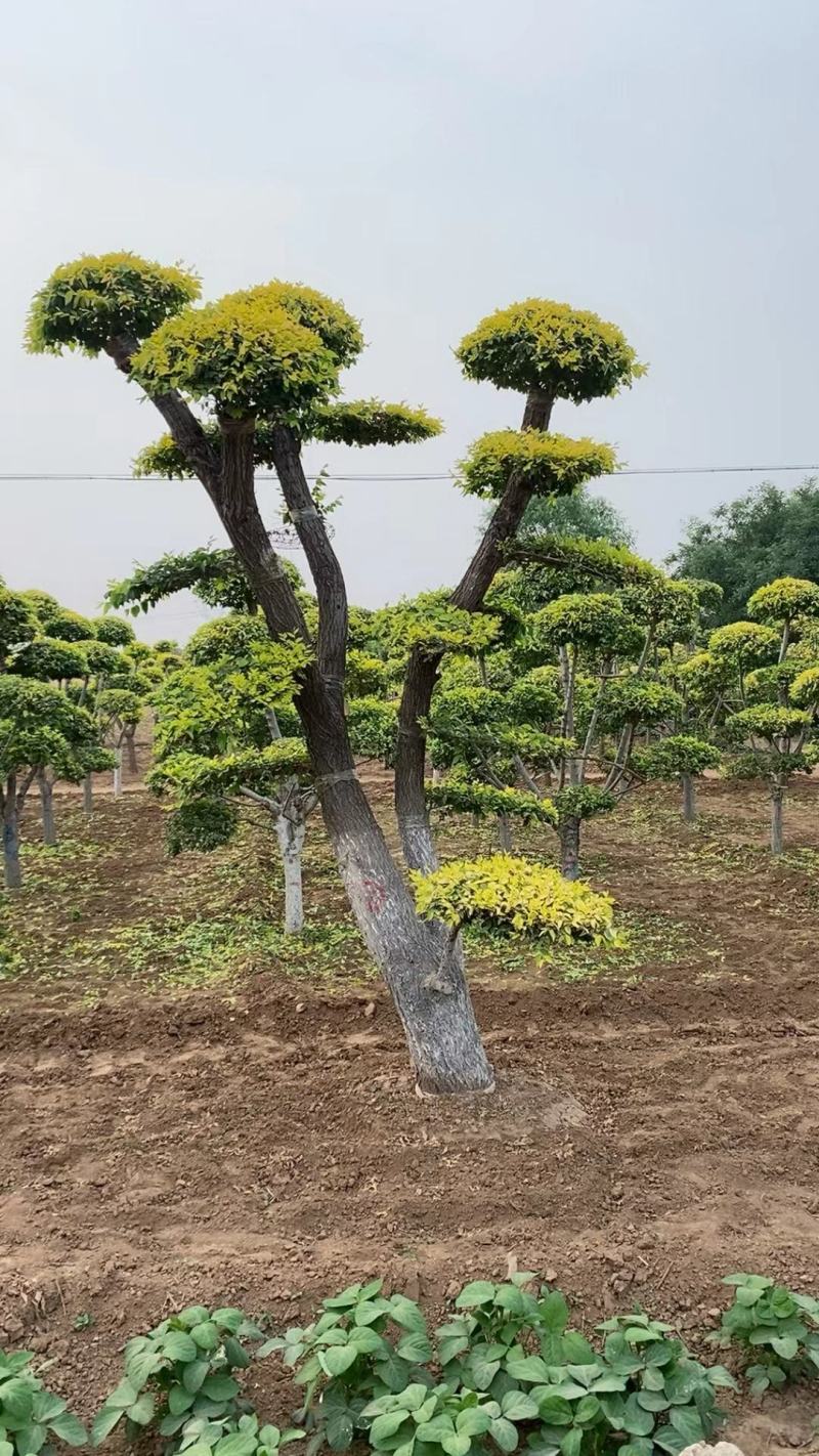 河北定州金叶榆营养杯矮杆高杆造型金叶榆球沟通为准