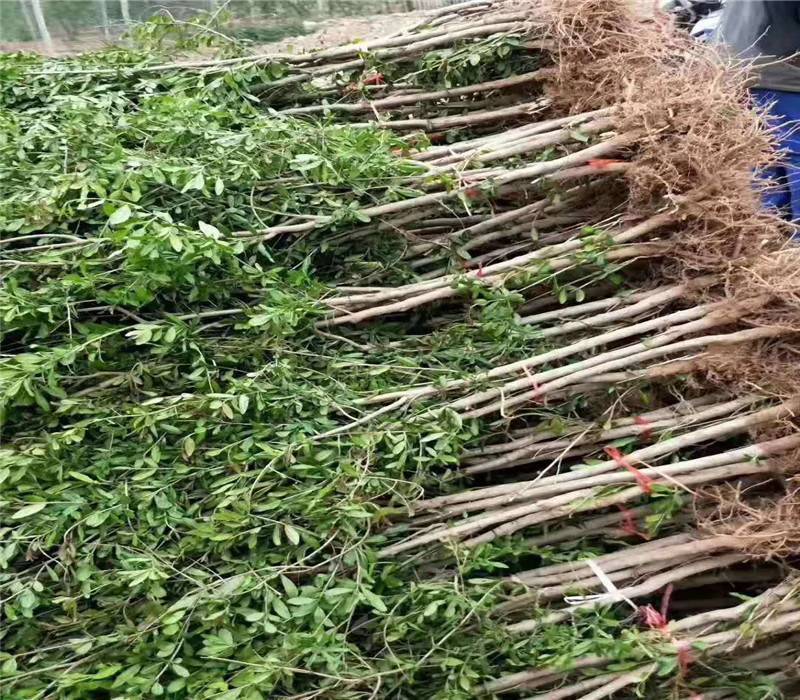 石榴树苗突尼斯滴水红软籽石榴树苗，品种纯真技术指导