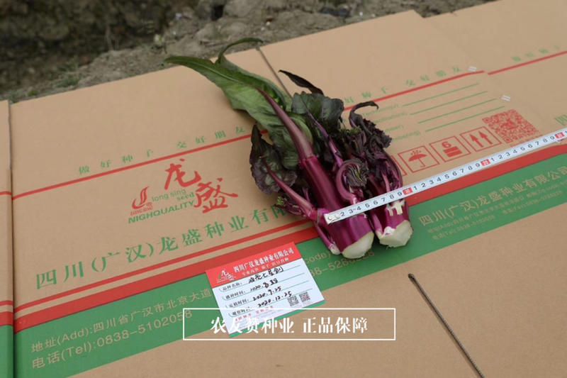 龙盛油亮七星剑红菜苔种子苔粗长油亮红菜薹种子分枝力强中熟