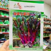龙盛油亮七星剑红菜苔种子苔粗长油亮红菜薹种子分枝力强中熟