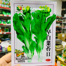 农之子早白菜苔种子纤维少大尖叶耐肥水主苔粗早熟白菜薹种