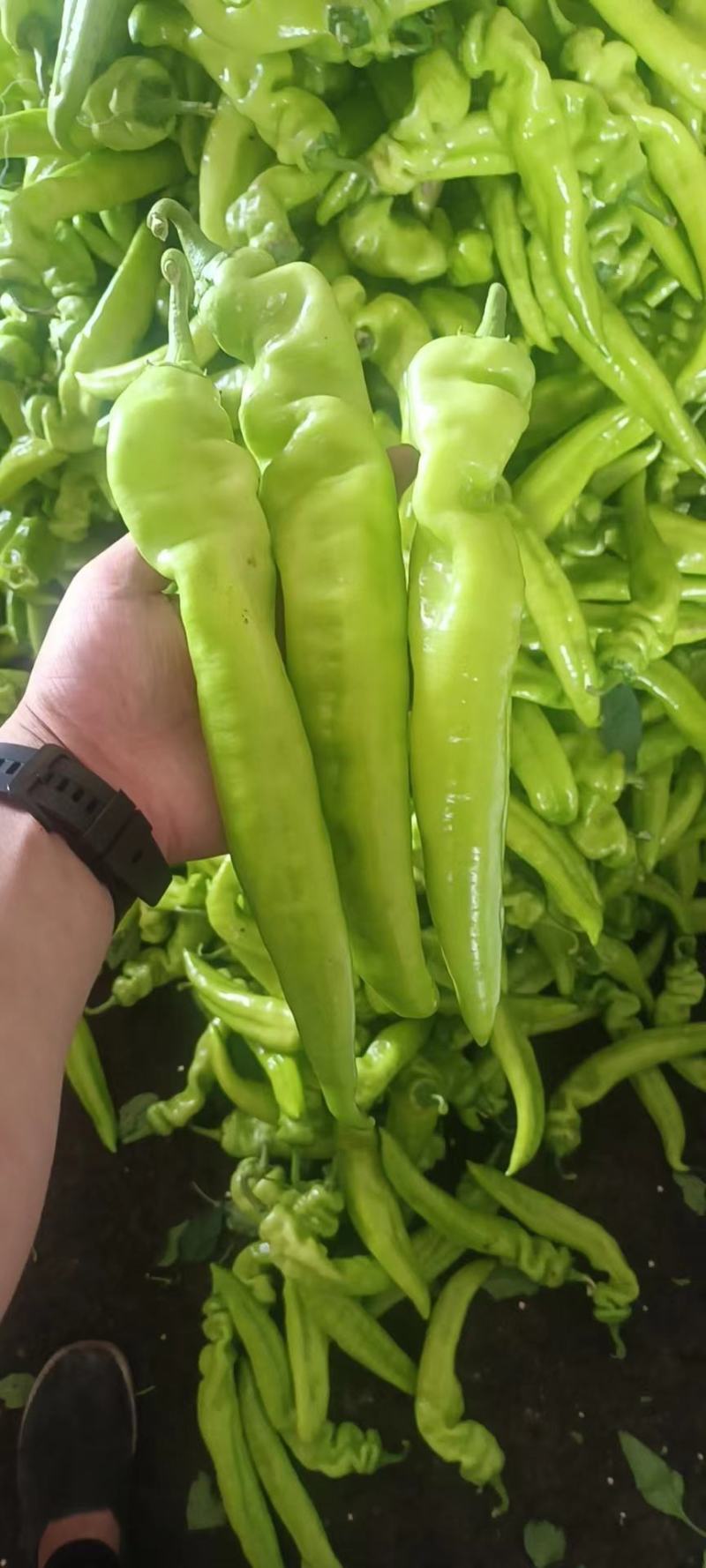 尖椒，精品尖椒，有需要尖椒的客户可通过平台与我联系