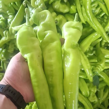尖椒，精品尖椒，有需要尖椒的客户可通过平台与我联系
