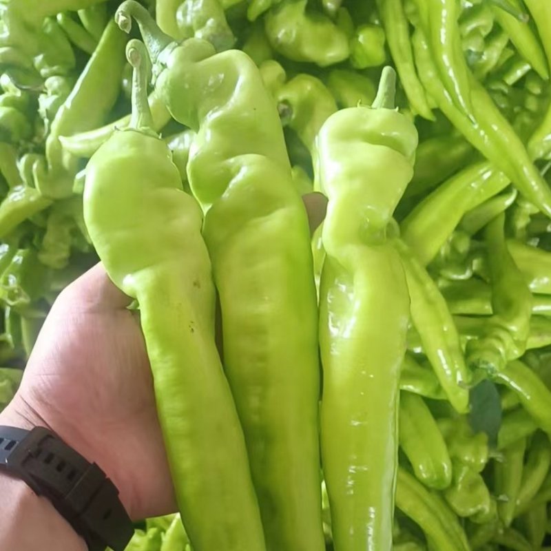尖椒，精品尖椒，有需要尖椒的客户可通过平台与我联系