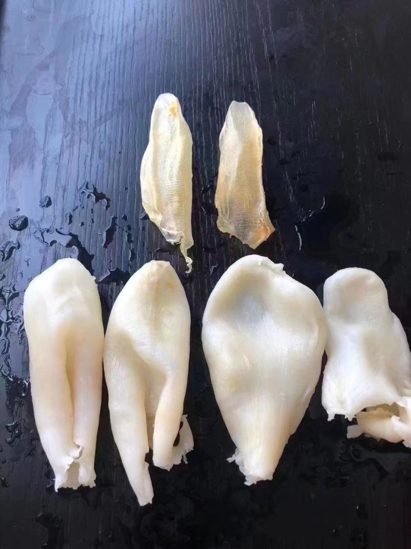 批发【咸水筒胶】新西兰深海鲈鱼出品的鱼胶100头左右一手