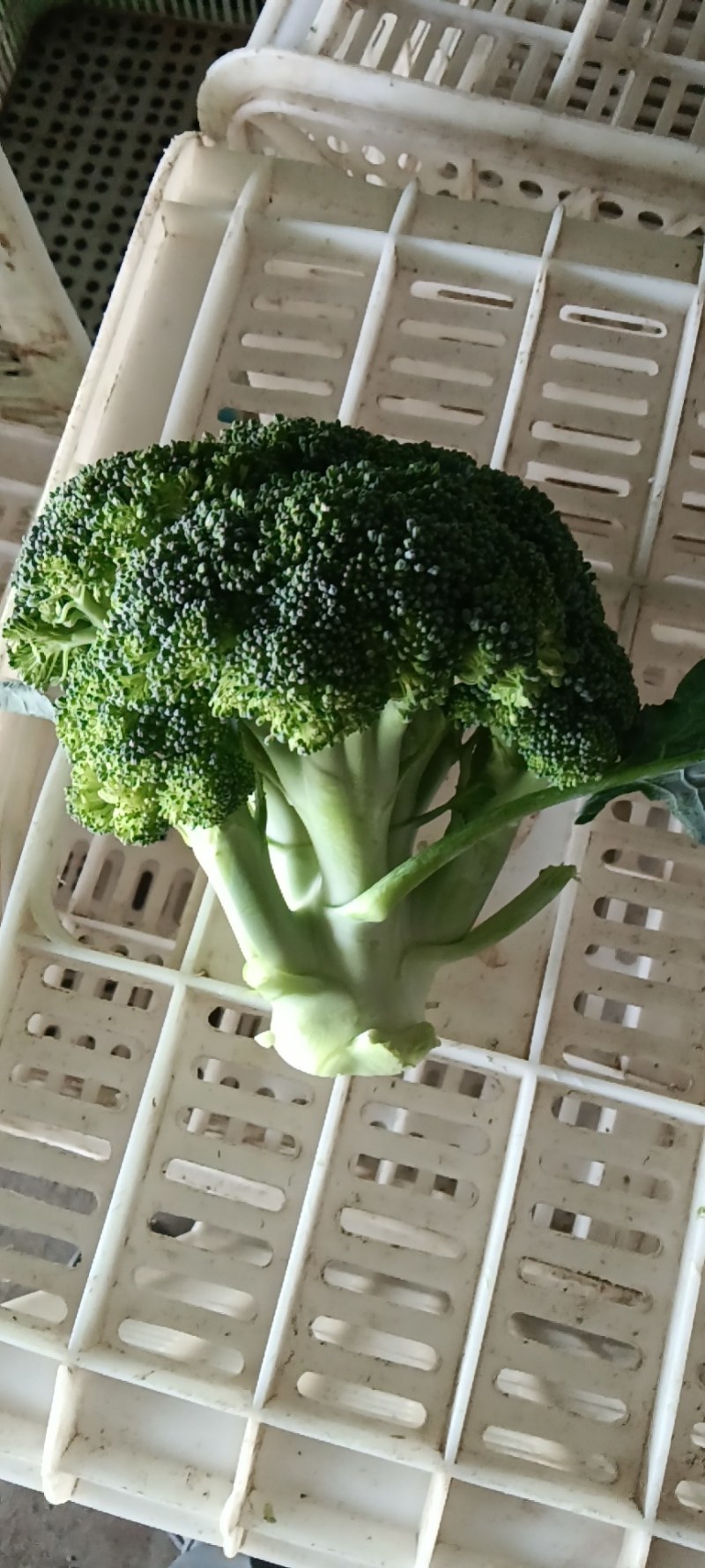 精品西兰花大量有货产地直发视频看货质量保证价格便宜