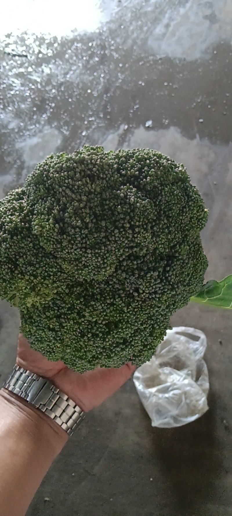 精品西兰花大量有货产地直发视频看货质量保证价格便宜