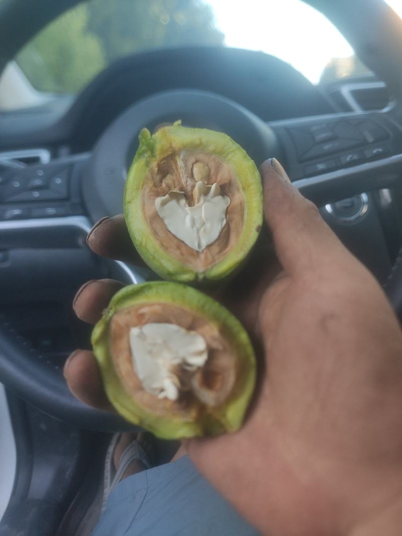 青皮核桃全国代发供应电商欢迎致电