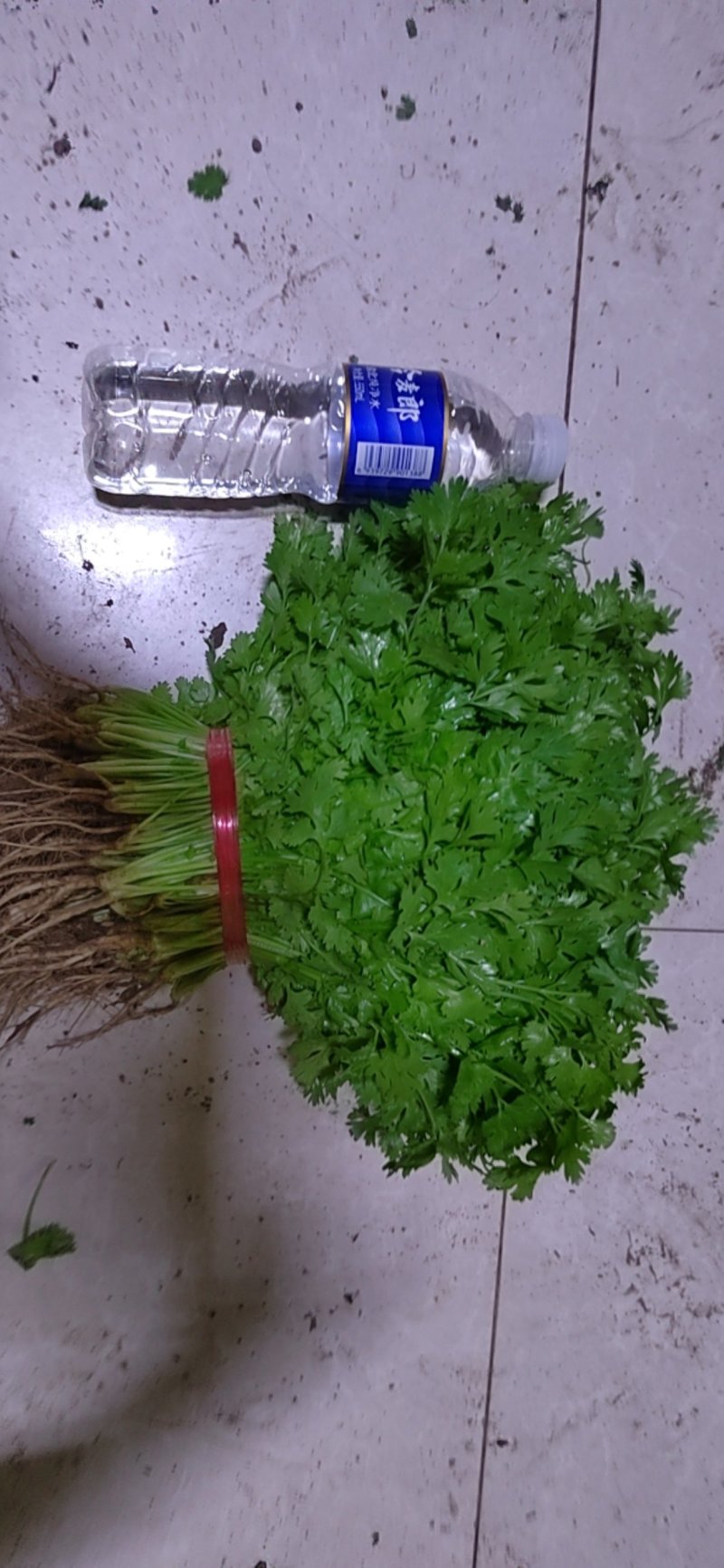 大叶香菜！没有黄叶没有烂叶保证质量！有需要的老板联系