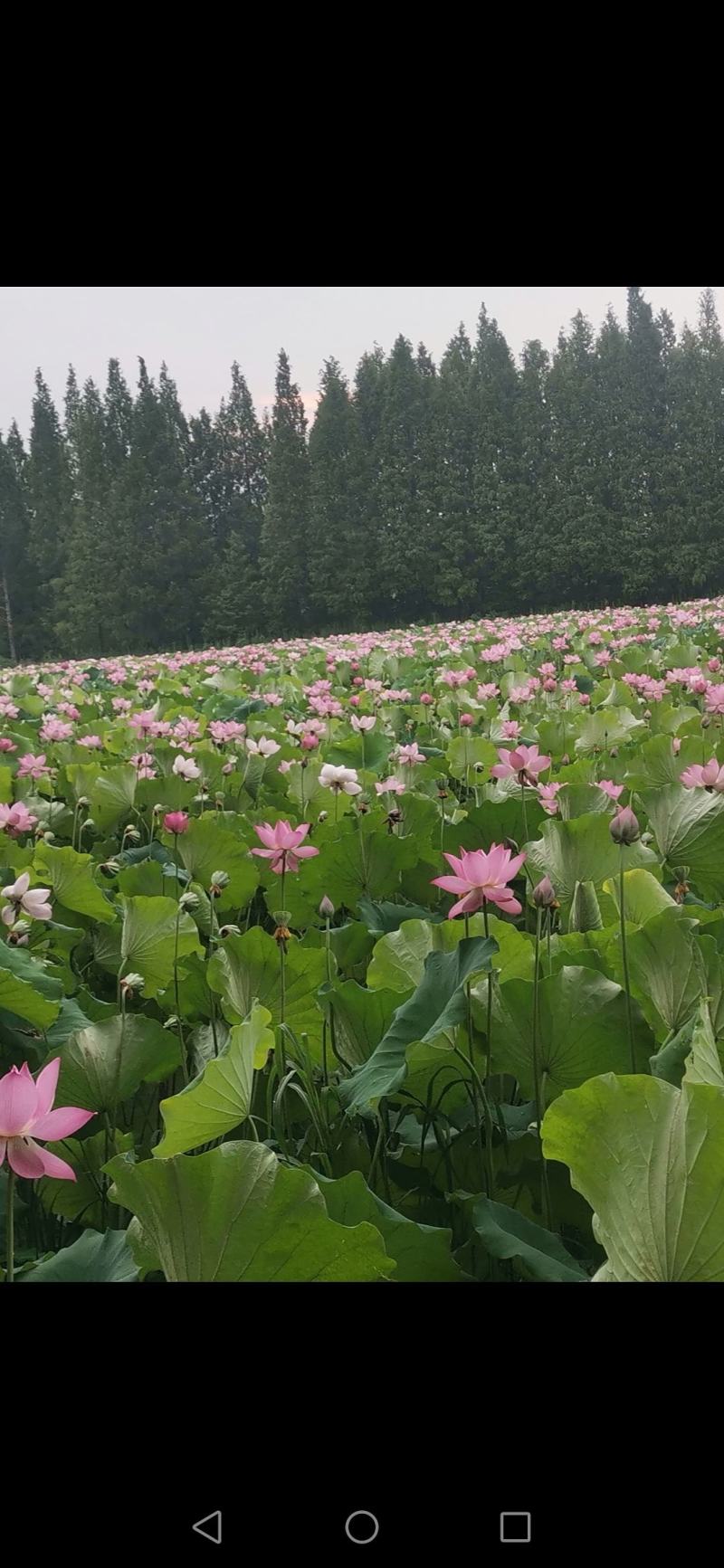 长期供应水果莲蓬，莲子，每天都是新鲜的