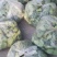长期供应水果莲蓬，莲子，每天都是新鲜的