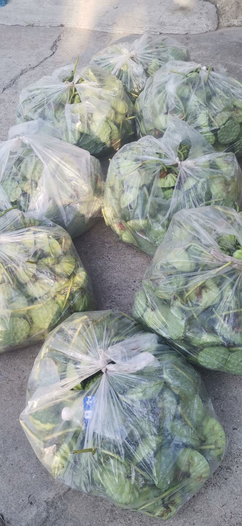 长期供应水果莲蓬，莲子，每天都是新鲜的