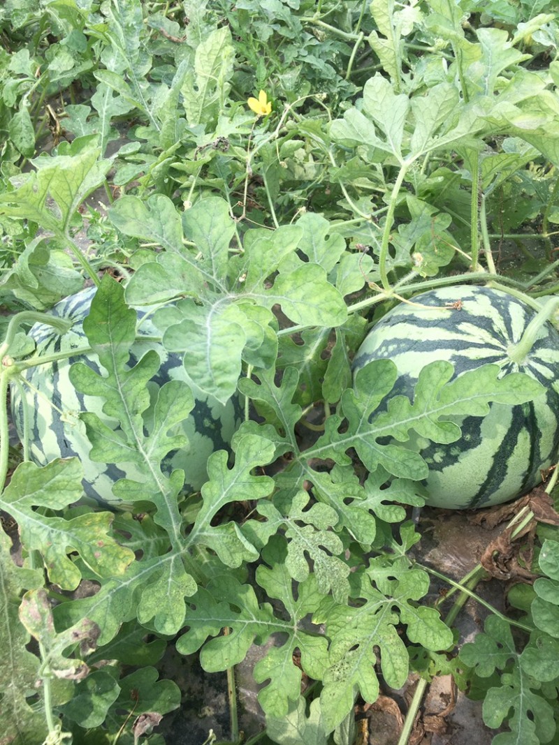 西瓜
