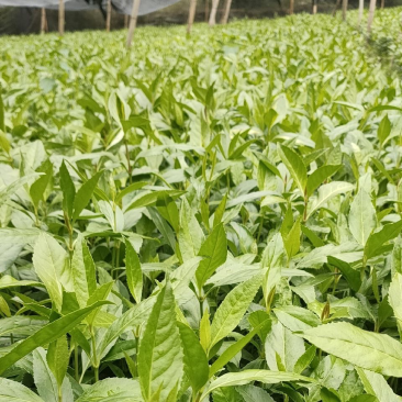 优质草珊瑚种苗，自家基地种植，量大从优欢迎咨询