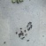 柏树果