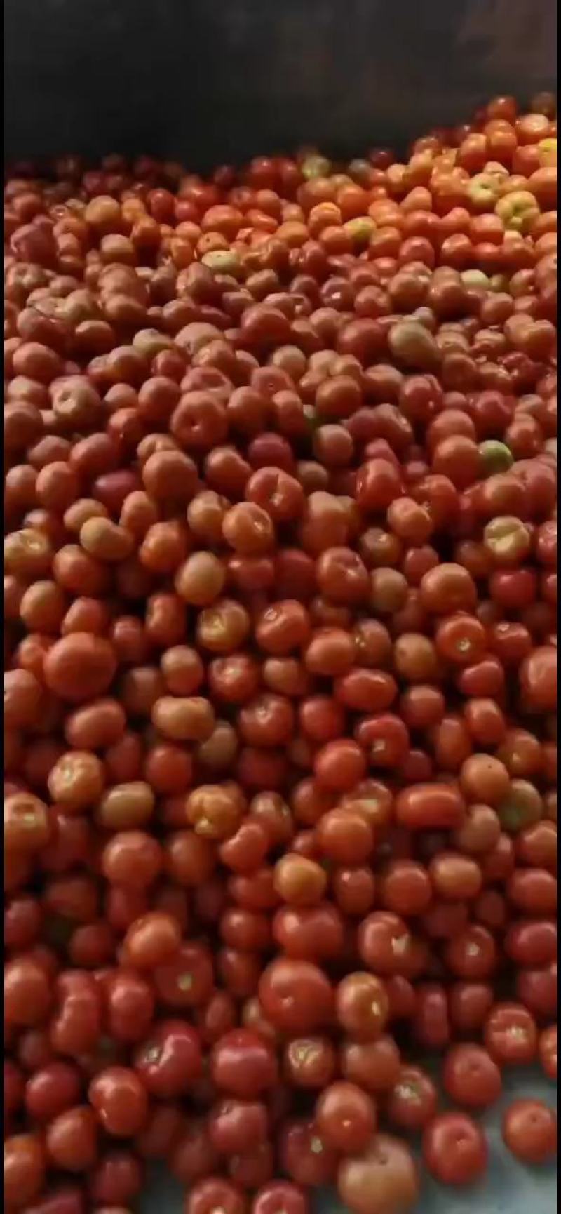精品西红柿硬粉西红柿产地番茄量大从优欢迎来电采购