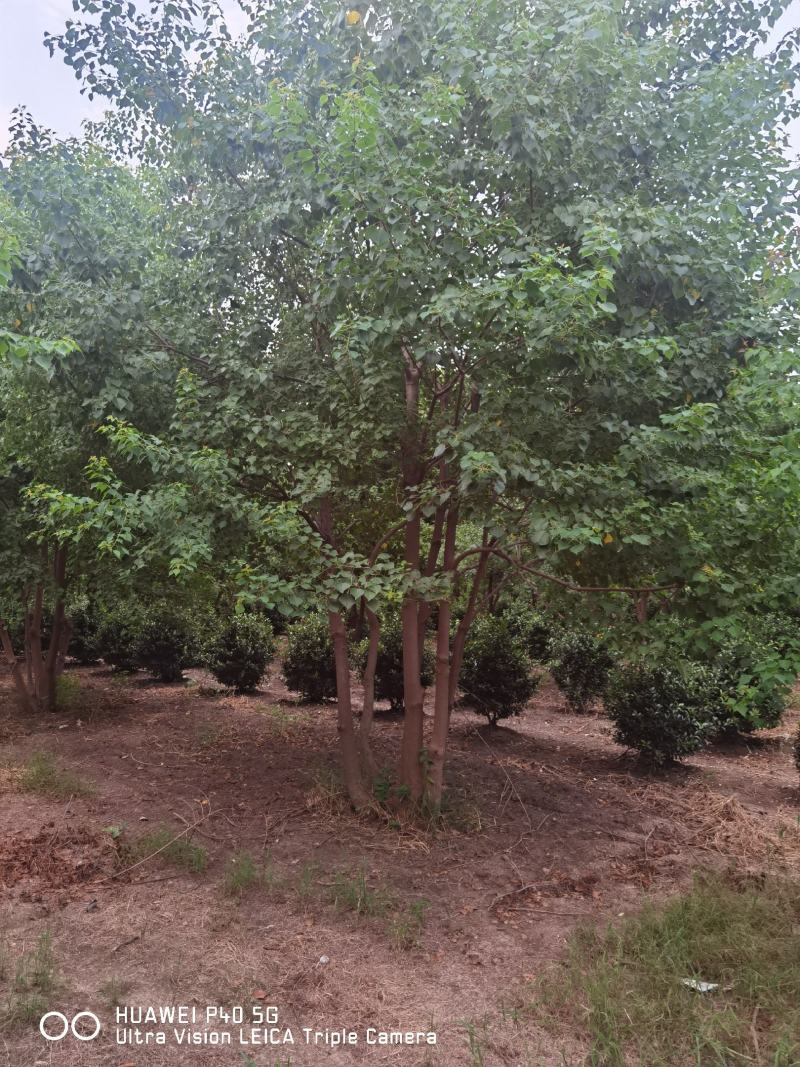 原生丛生乌桕3-5杆25-30-40公分乌桕树