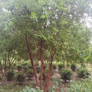 原生丛生乌桕3-5杆25-30-40公分乌桕树