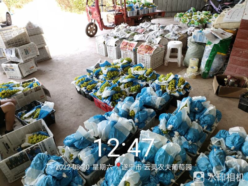 阳光玫瑰纯甜大棚晴王还2万斤，有没有20个字了？