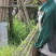 刚竹