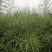 德恒油777油菜种子种籽高产高油矮杆抗病抗倒伏秋季播种