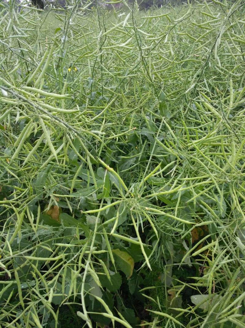 德恒油777油菜种子种籽高产高油矮杆抗病抗倒伏秋季播种