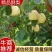 蒲城酥梨已经上市一手货源，耐储存，现摘现发，诚实守信。