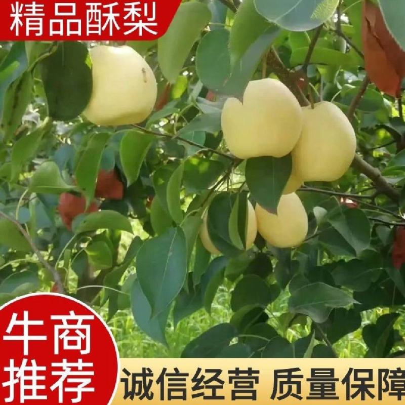 蒲城酥梨已经上市一手货源，耐储存，现摘现发，诚实守信。