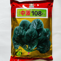 黑圆叶菠菜种子中菠108杂交品种种子