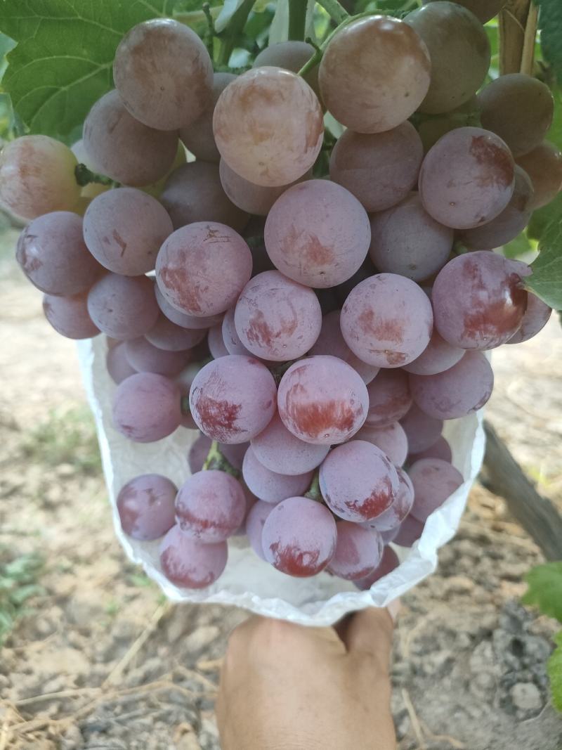 蒲城县红提已上市，颜色好，糖度高一手货源，诚实守信