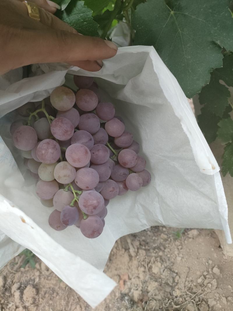 蒲城县红提已上市，颜色好，糖度高一手货源，诚实守信