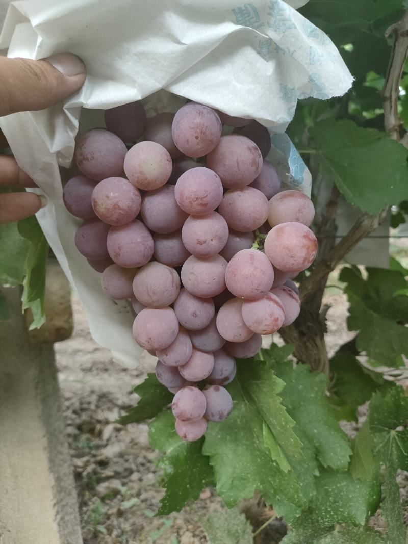 蒲城县红提已上市，颜色好，糖度高一手货源，诚实守信