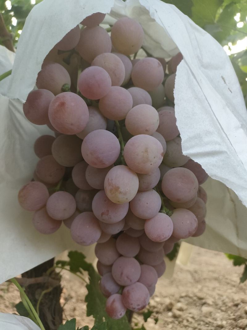 蒲城县红提已上市，颜色好，糖度高一手货源，诚实守信
