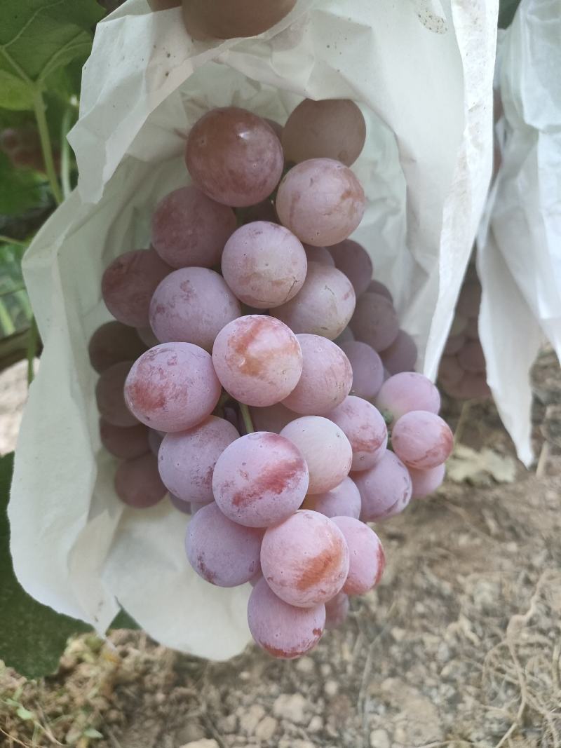 蒲城县红提已上市，颜色好，糖度高一手货源，诚实守信