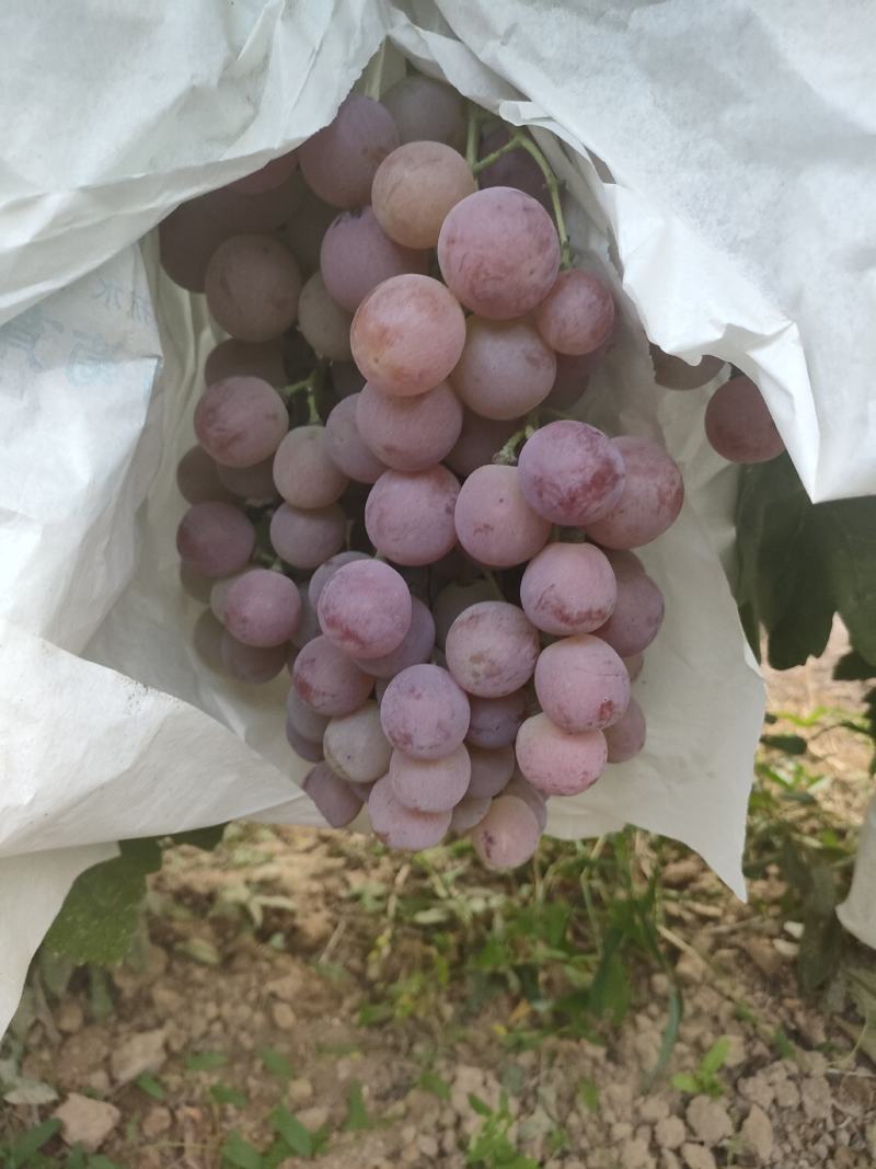 蒲城县红提已上市，颜色好，糖度高一手货源，诚实守信