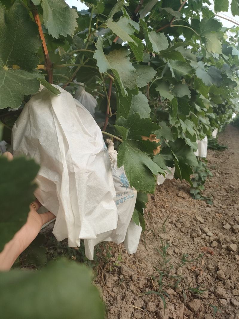 蒲城县红提已上市，颜色好，糖度高一手货源，诚实守信