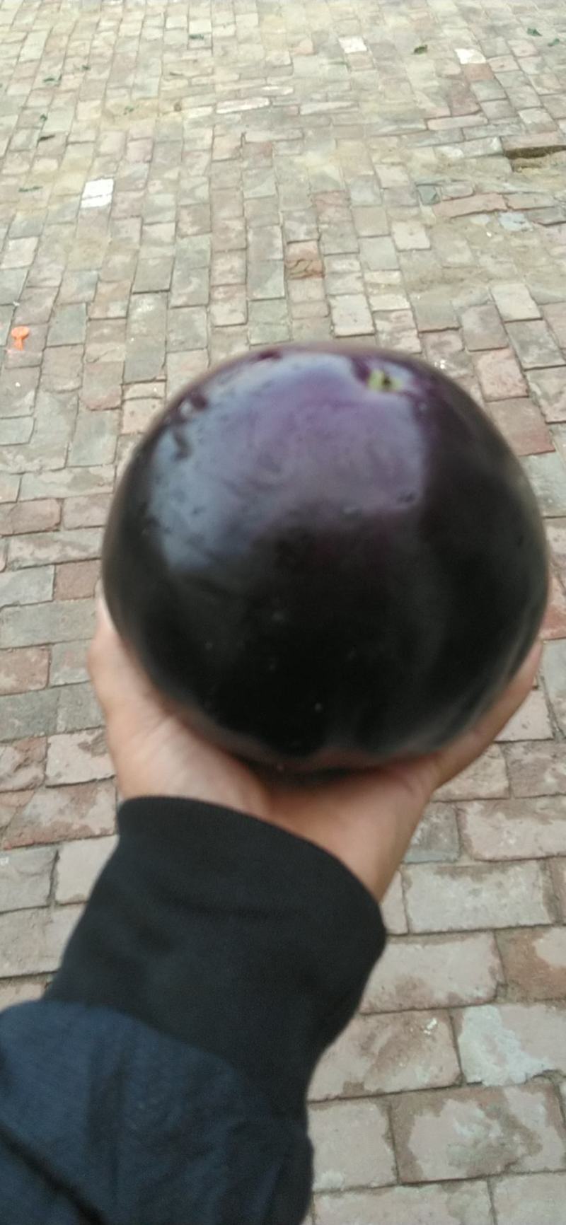 【推荐】河北精品圆茄量大从优全国代发欢迎来电咨询