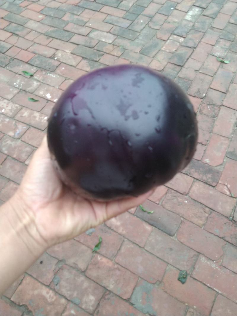 【推荐】河北精品圆茄量大从优全国代发欢迎来电咨询